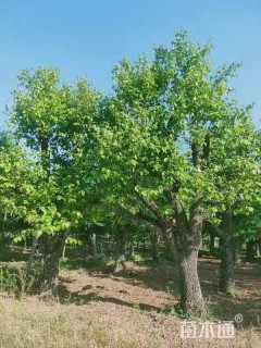 40公分柿树