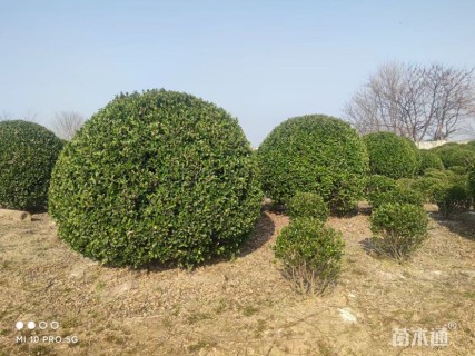 冠幅250厘米大叶黄杨球