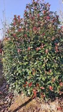 冠幅250厘米红叶石楠球