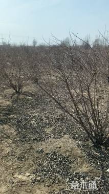 高度150厘米郁李