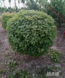 高度80厘米五角枫球