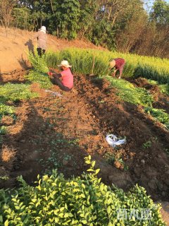 高度40厘米金叶女贞小苗