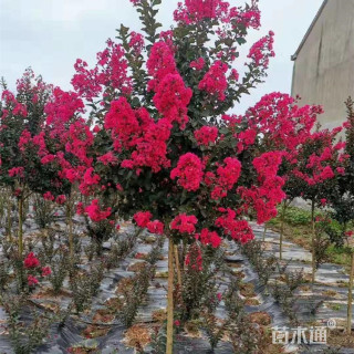 12公分红火箭紫薇