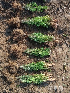 高度25厘米小叶黄杨