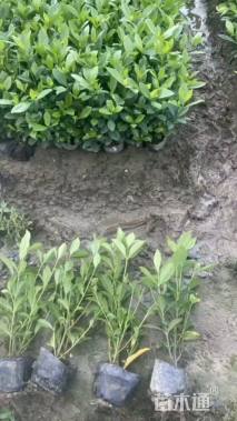 高度60厘米大叶栀子