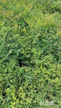 高度30厘米南天竹