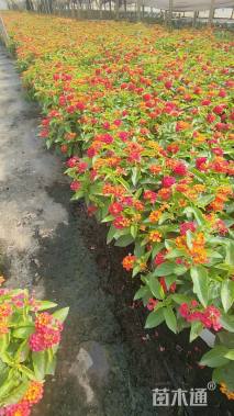 高度30厘米长春花