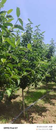 高度300厘米中华木绣球