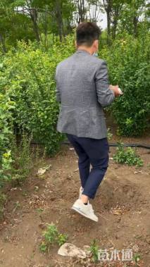 高度100厘米贴梗海棠