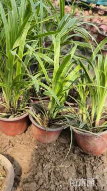 高度30厘米金边麦冬