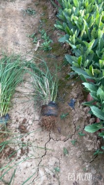 高度20厘米小兔子狼尾草