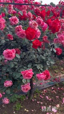 高度120厘米月季