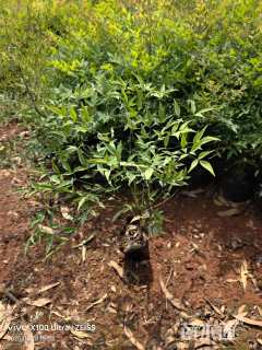 高度30厘米南天竹