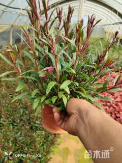 高度30厘米千鸟花