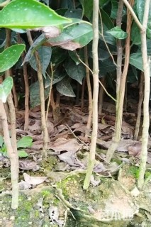 0.3公分红花油茶