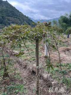 高度100厘米羽毛枫