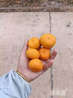 10公分橘树