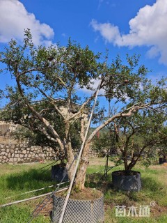 高度250厘米石榴