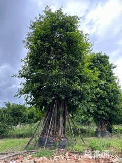 80公分高山榕