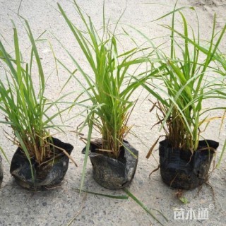 30厘米金红羽狼尾草