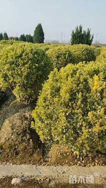 冠幅180厘米金边黄杨球