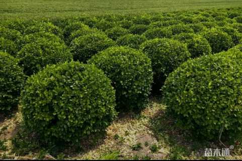 150厘米扶芳藤球