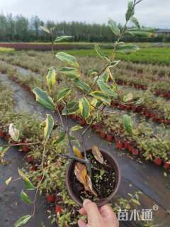 高度30厘米金边胡颓子球