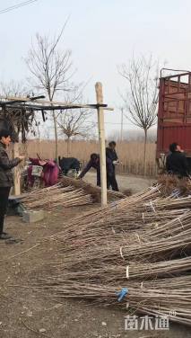 高度150厘米银杏小苗