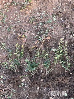 高度40厘米冬青卫矛