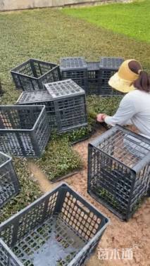 高度6厘米洋紫苏