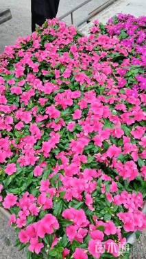 高度20厘米长春花