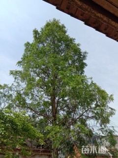 水杉