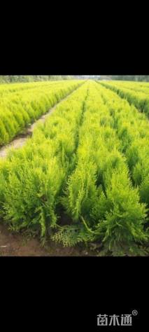 高度35厘米洒金柏