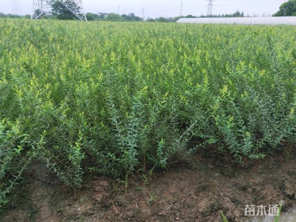 高度60厘米杞柳