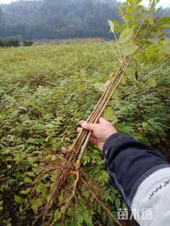 高度80厘米黄柏小苗