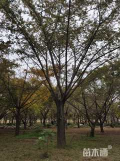 50公分嫁接银杏