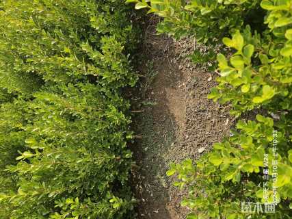 高度50厘米瓜子黄杨