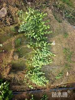 高度20厘米卫矛