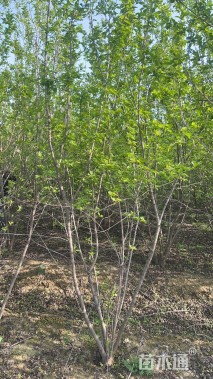 高度200厘米丛生茶条槭