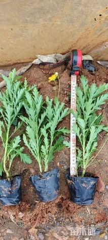 高度25厘米木春菊