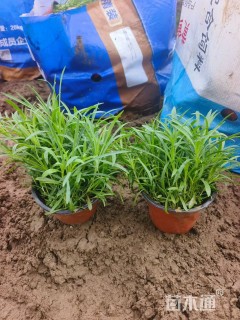 高度20厘米常夏石竹