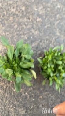 高度5厘米金鸡菊