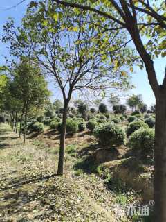 冠幅150厘米海桐球