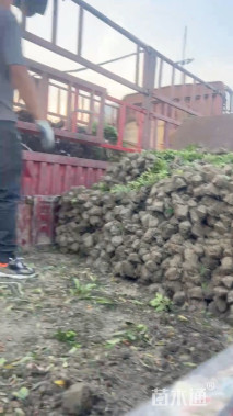 高度30厘米毛鹃