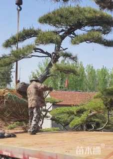 15公分造型景观松