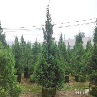 高度100厘米塔柏