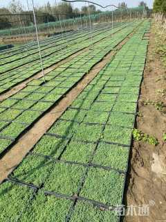 高度40厘米中华景天