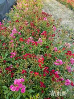 高度30厘米丰花月季