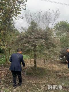 高度400厘米羽毛枫