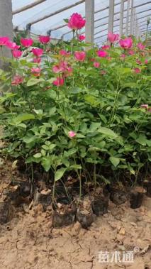 高度40厘米丰花月季